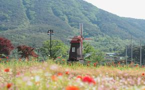 A water wheel in the flower field.