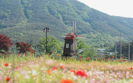 A water wheel in the flower field.