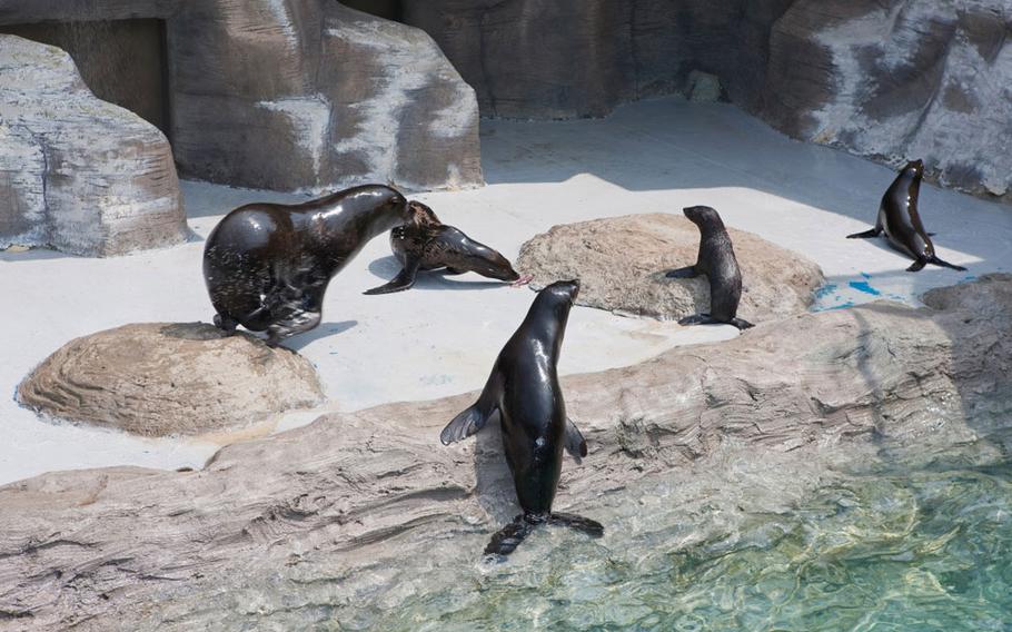 Seals are by the water.