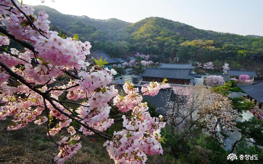 Gakwonsa Temple and cherry blossoms can be seen.