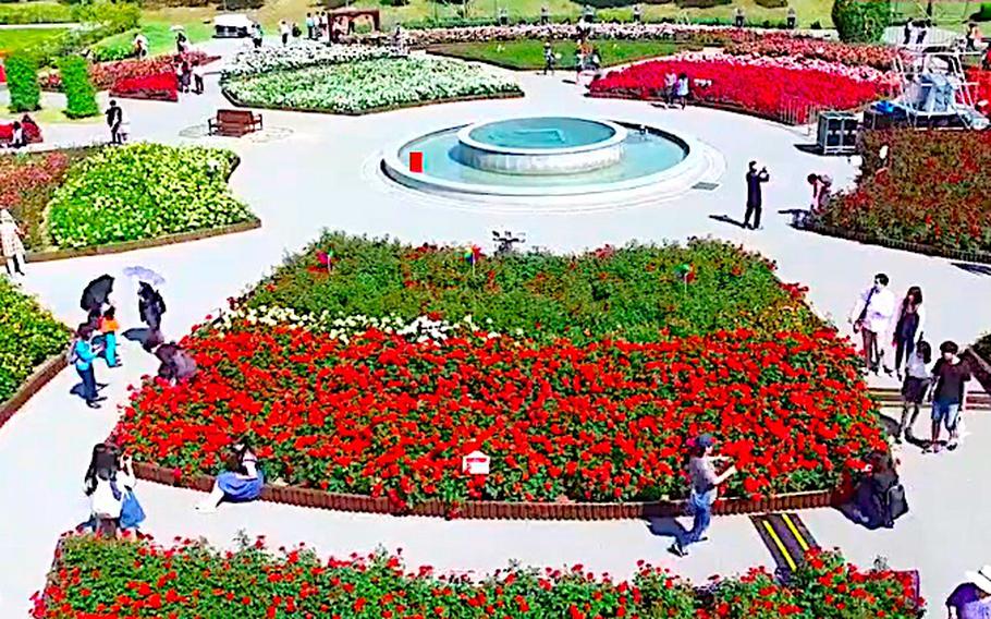 Birds-eye view of the rose garden.