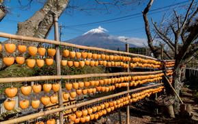 Dried persimmon and Mt. Fuji.