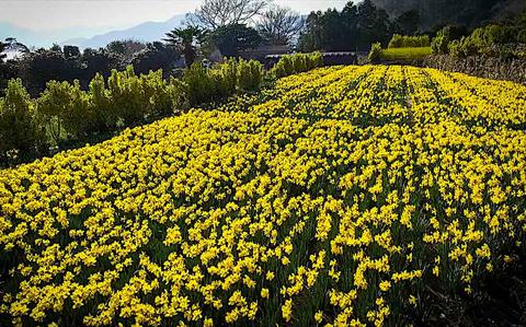 Photo Of Daffodils