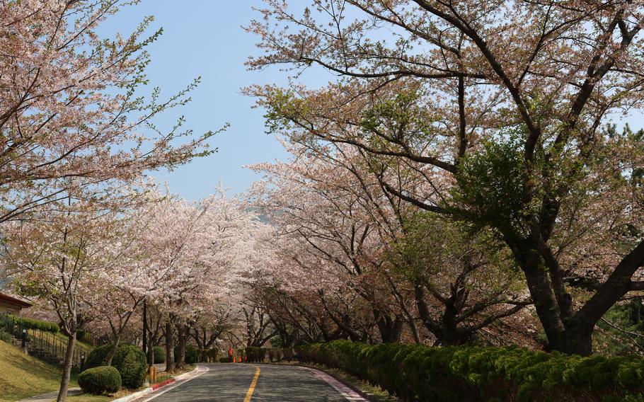 Chinhae to cherry blossom festival March 30