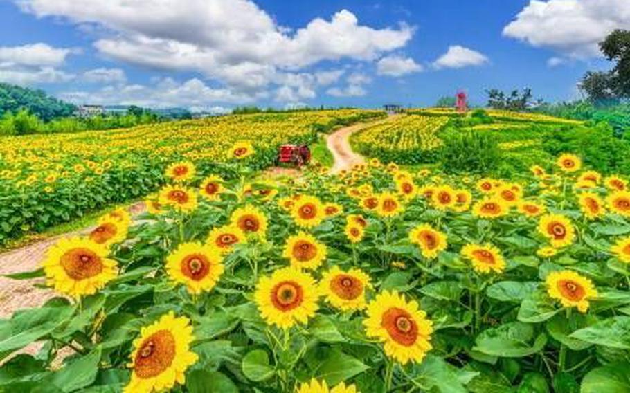 The sunflower field in Gangju Sunflower Village.