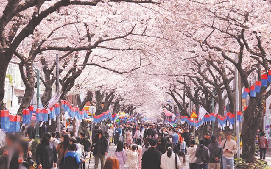 The street is lined with cherry trees on either side, and visitors are enjoying the cherry blossoms.