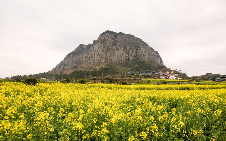 Canola flowers in Jeju