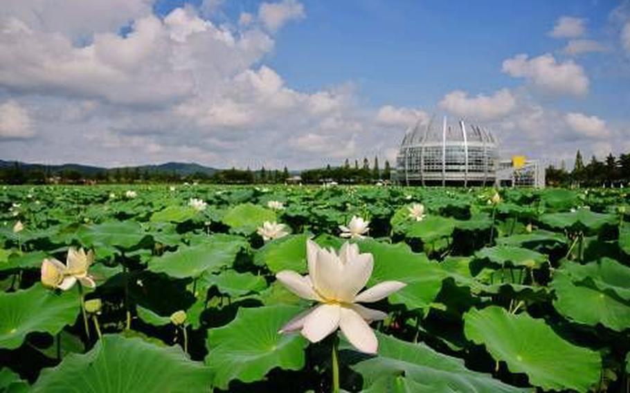 Lotus flowers can be seen.