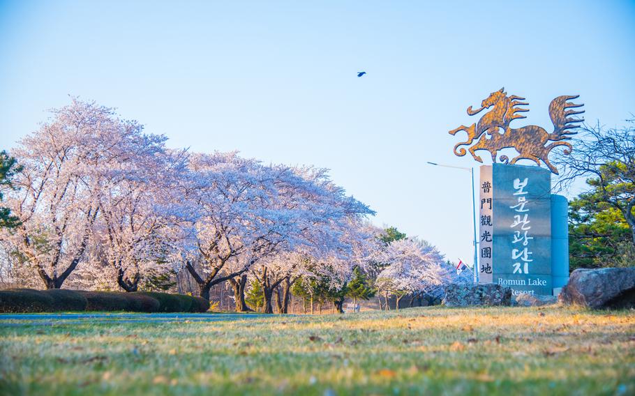 cherry blossoms along the road.