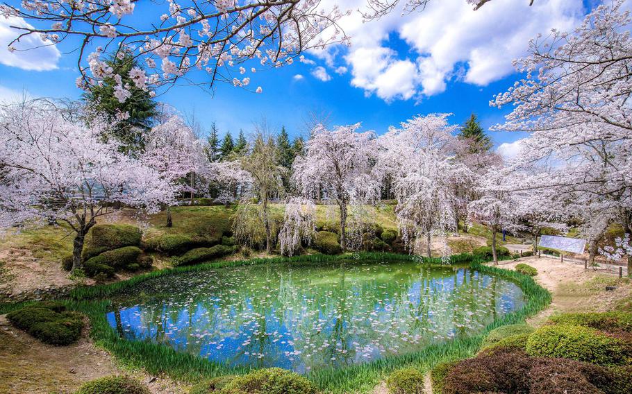 there are some cherry blossoms around the pond.