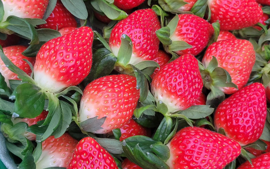 harvested strawberries.