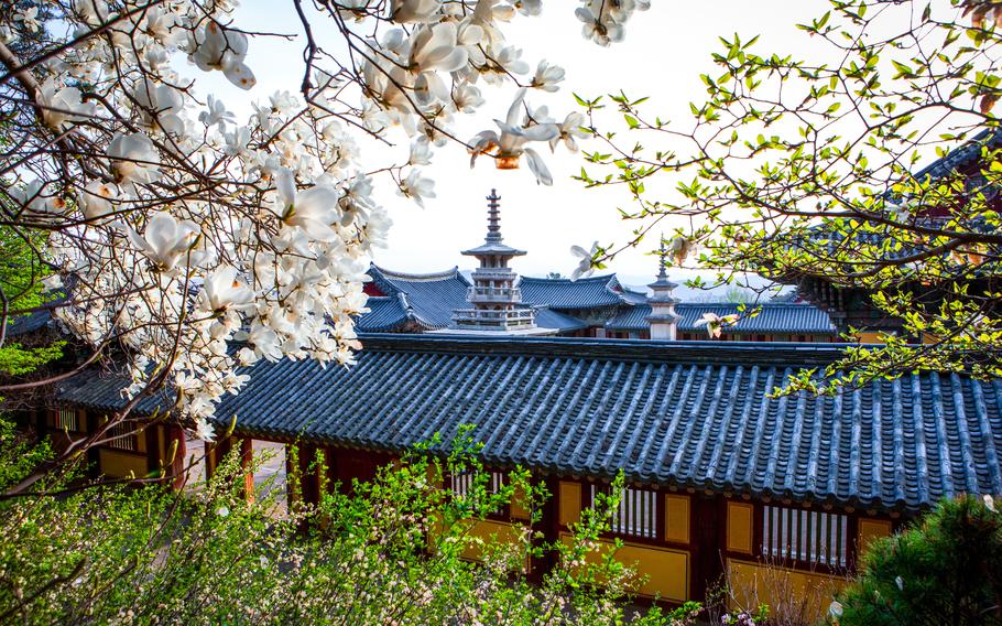 cherry blossoms, the temple, and a pagoda can be seen.