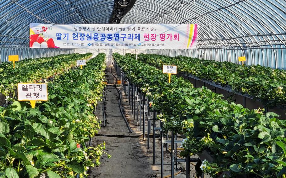 strawberry field in the greenhouse.