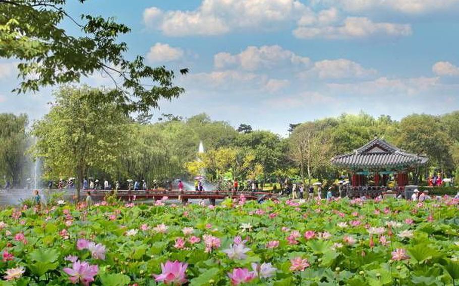 Many lotus flowers can be seen on the pond.