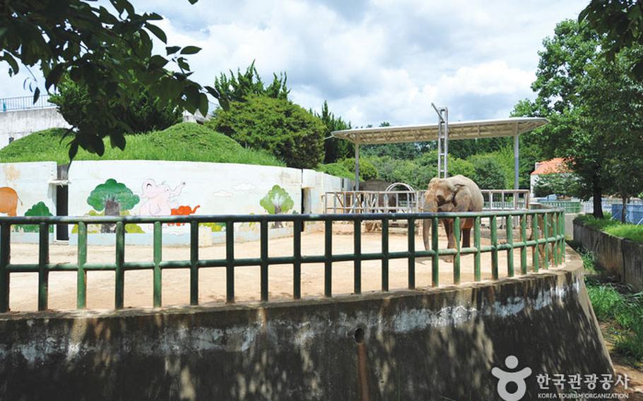 An elephant in Jeonju Zoo.
