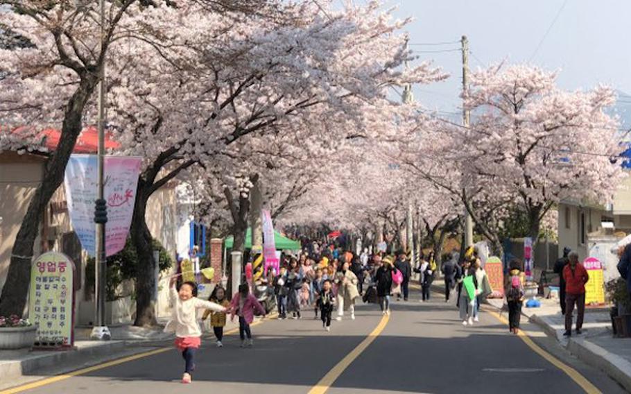 Tongyeong’s Bongsutgol Cherry Blossom Festival