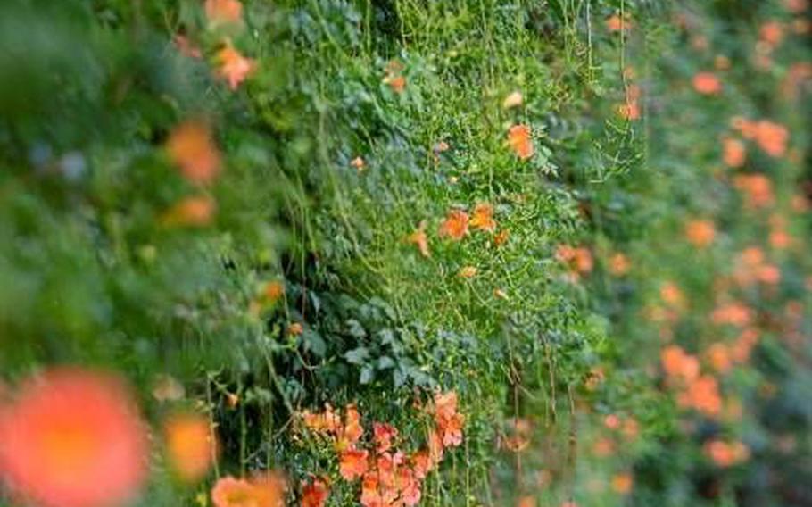 Trumpet creepers can be seen in Hangang Park.