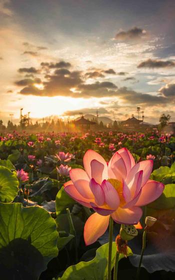 A lotus field at Haman’s Lotus Theme Park.