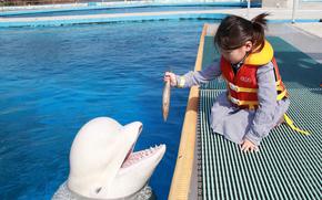 A girl feeds a dolphin.