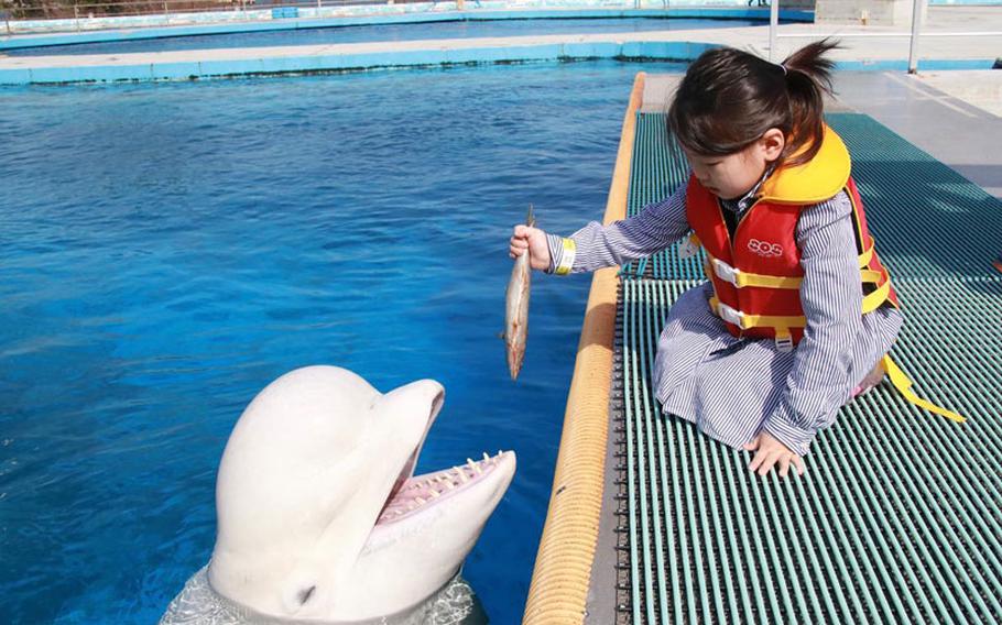 A girl feeds a dolphin.