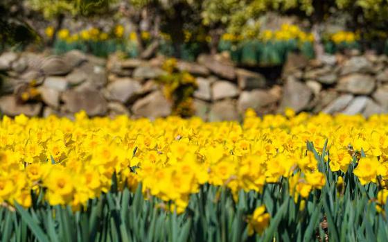 Daffodils.