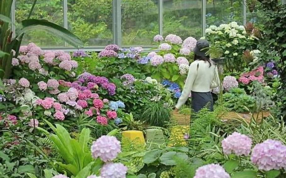 A woman is enjoying hydrangeas.