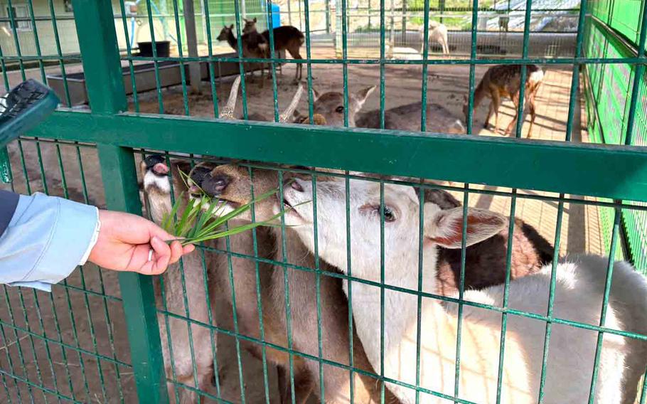 Feeding furry friends
