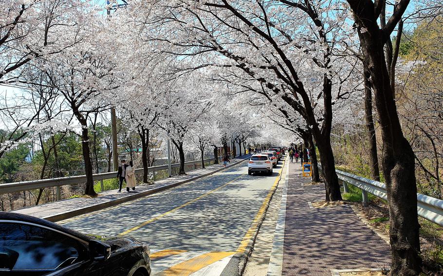 The street is lined with cherry trees on either side.