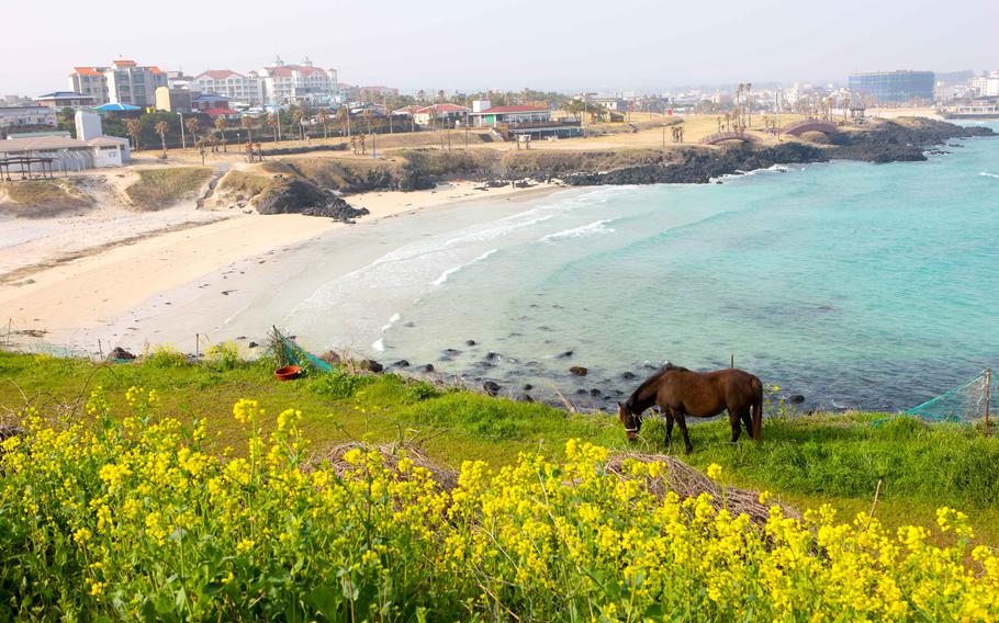 A horse on the hill, and also the beach can be seen.