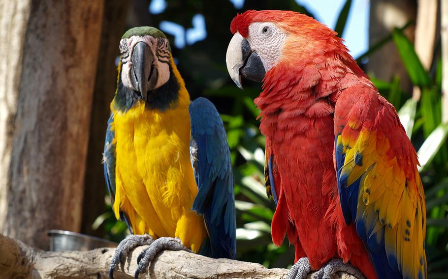 two parrots are perched on the branch.