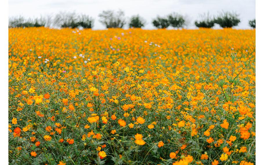 Cosmos at Anseong Farmland