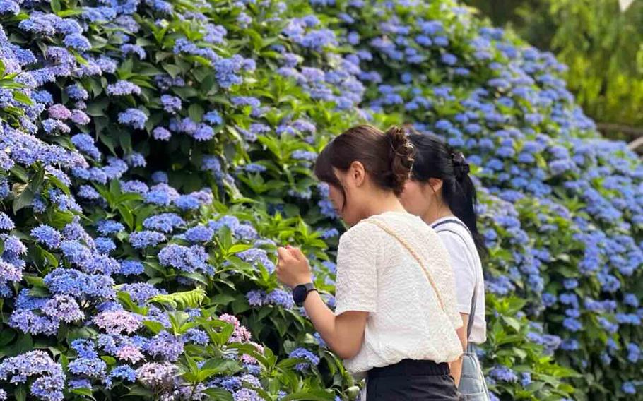 Two women are enjoying hydrangeas.