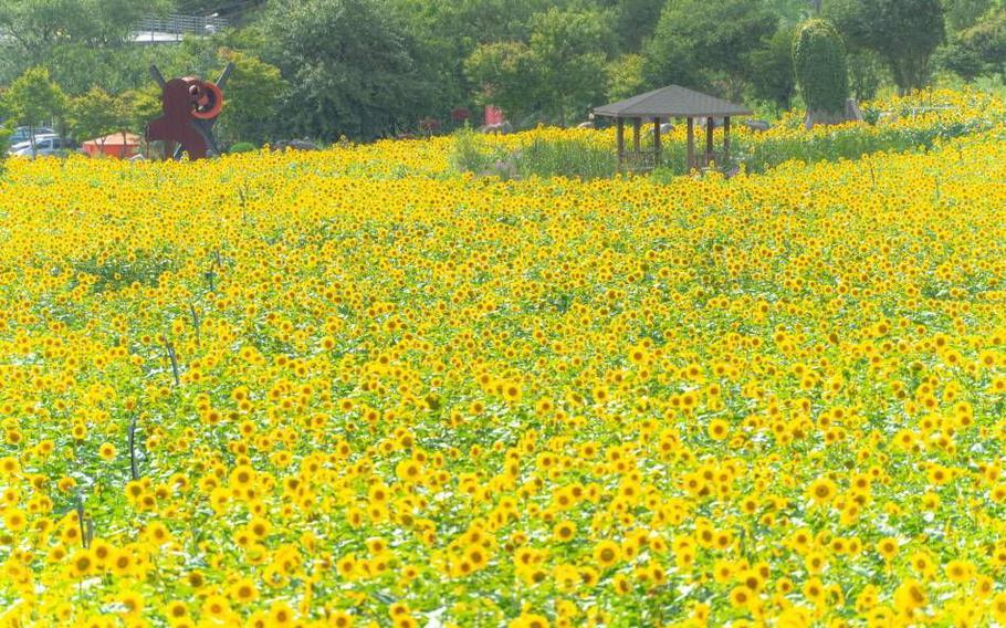 sunflower fields on a sunny day.