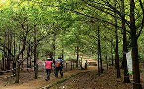 Two people are walking in the forest.