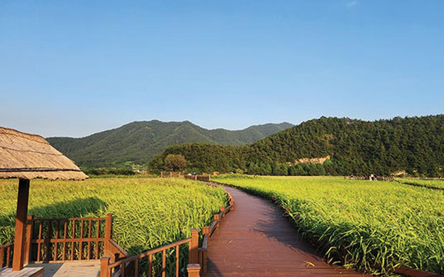 A trail surrounded by grasses. A bench is on the trail.