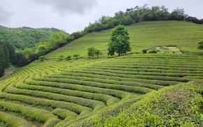 Boseong County boasts green tea heaven lauded by CNN 