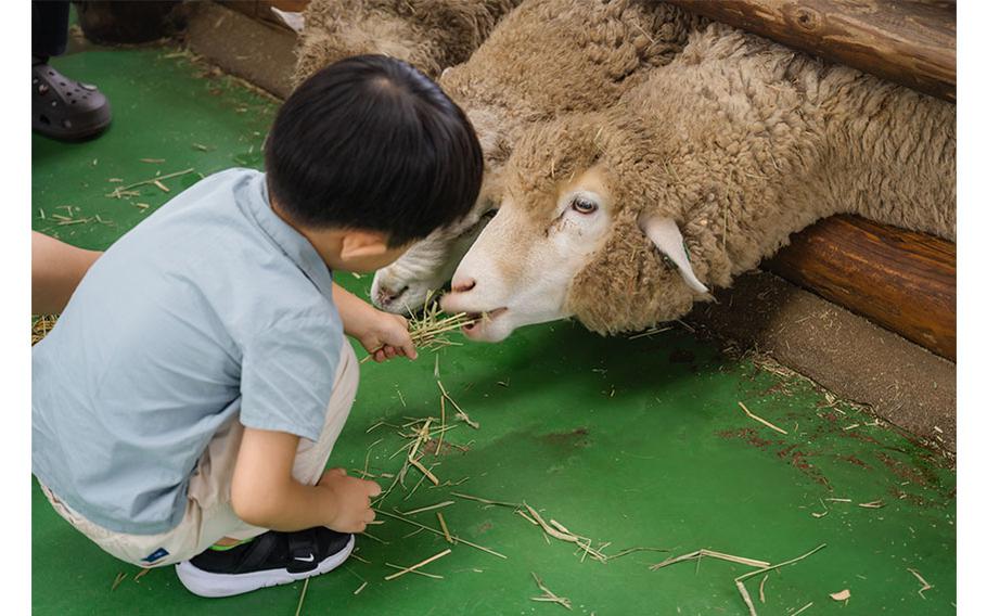 Child feeding sheep at Daegwallyeong Sheep Ranch.