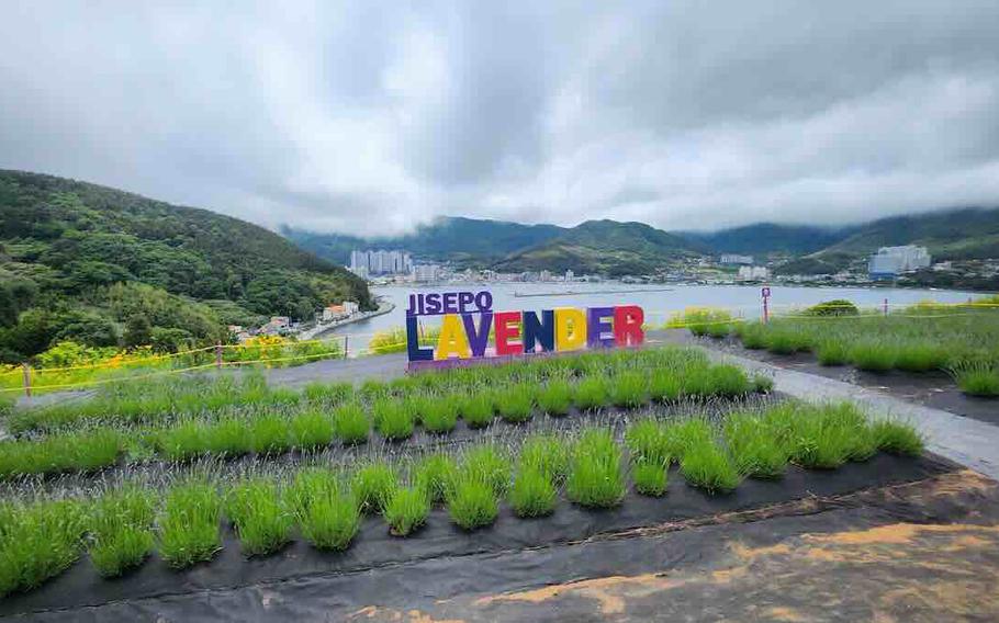 Jisepojinseong Flower Garden