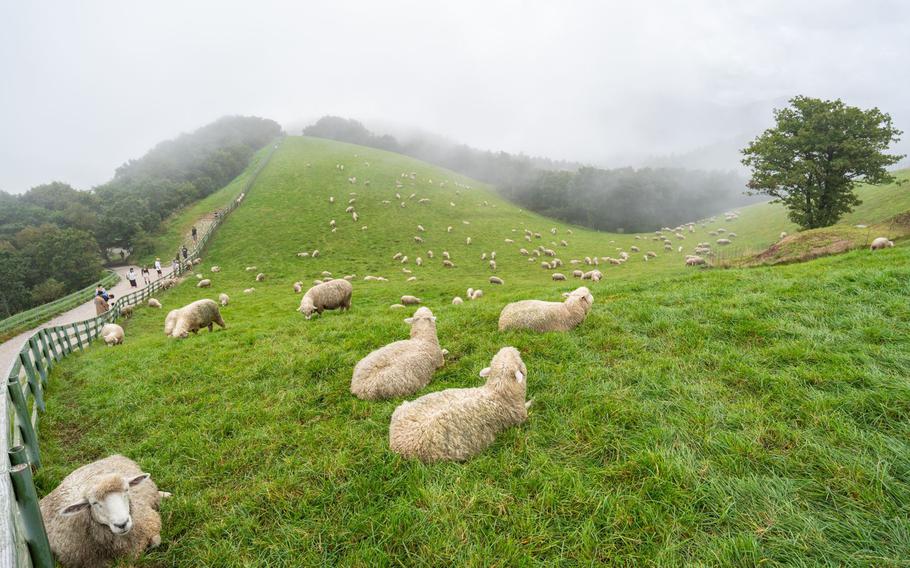 Daegwallyeong Sheep Ranch