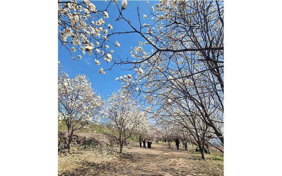 Magnolias in Full Bloom at Gimhae Citizen’s Forest. visitors are enjoying the Magnolias.