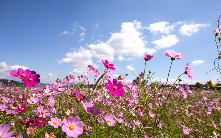 flowers are blooming. The weather is fine with some cloud.