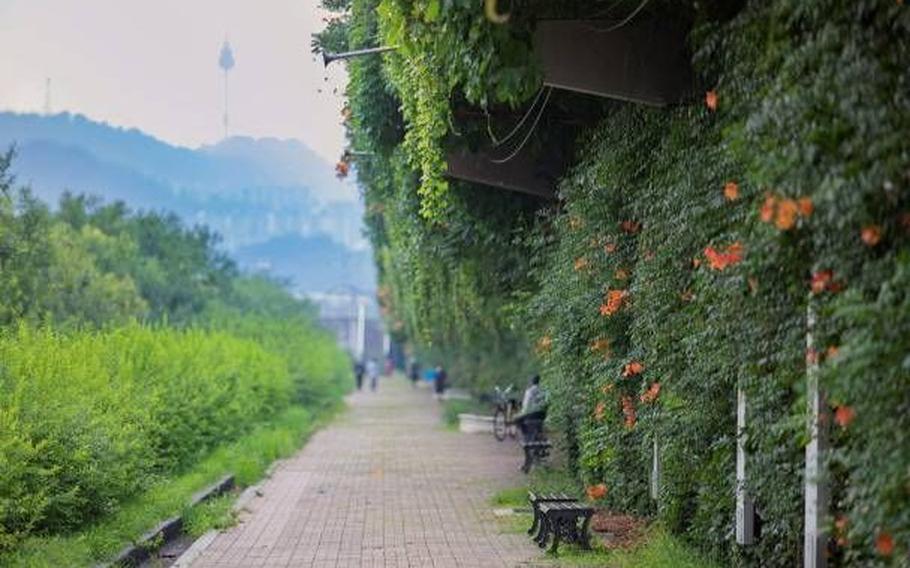 Trumpet creepers can be seen in Hangang Park.