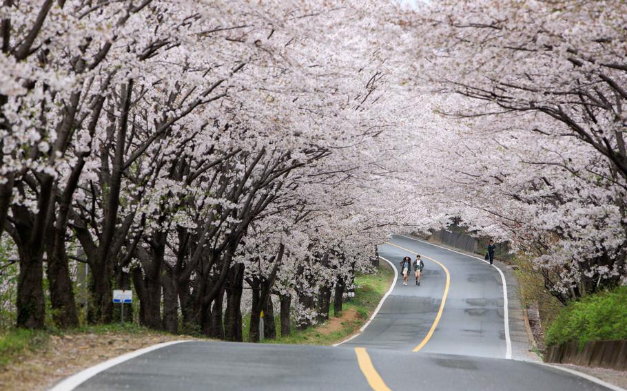 The road is lined with cherry trees on either side.