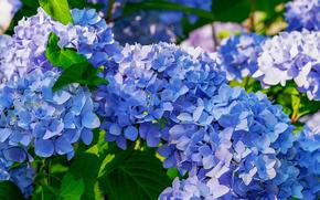 purple hydrangeas.