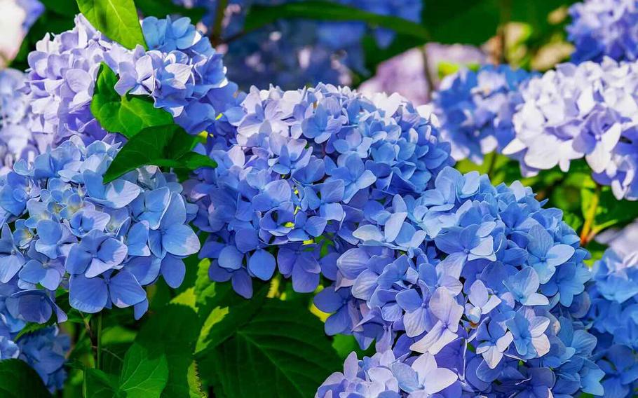 purple hydrangeas.