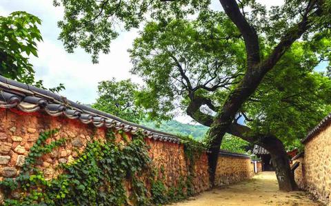 Photo Of Two pine trees and stone fences can be seen.