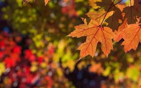 full close-up of fallen leaves.