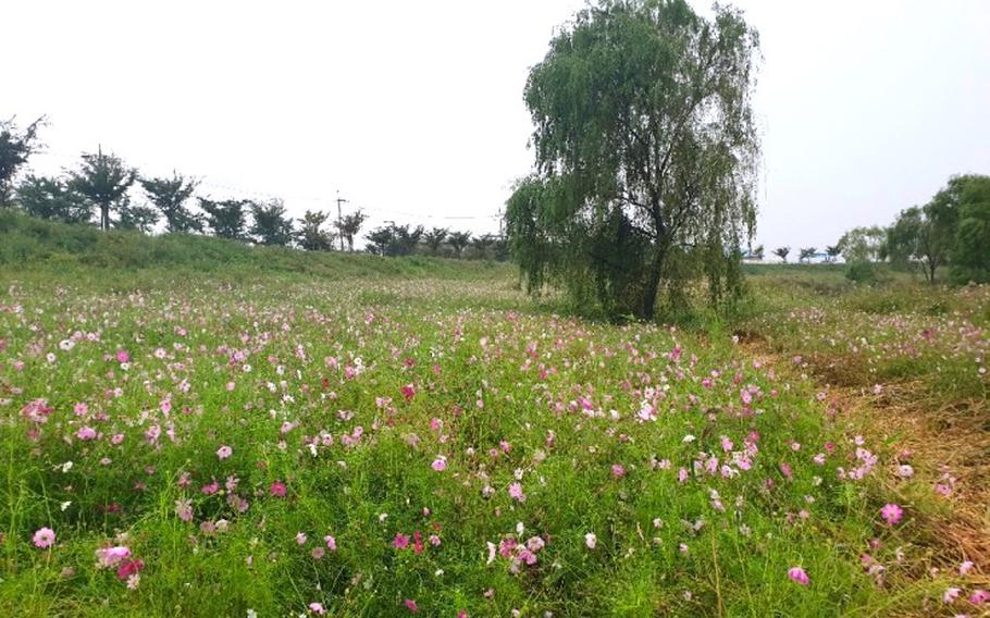 flowers are blooming at Oseong Riverside.