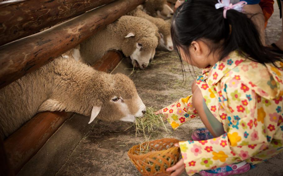 Daegwallyeong Sheep Ranch