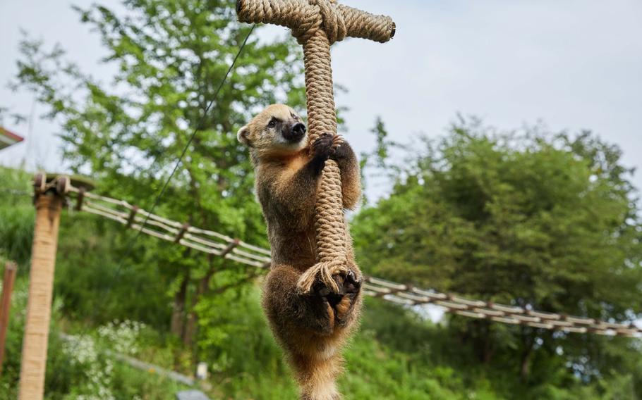 a coati holding a rope.